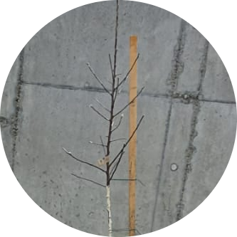 Jungbaum