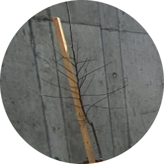 Jungbaum